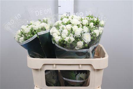 <h4>R Tr White Lady</h4>