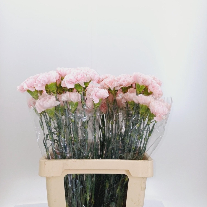 <h4>DI ST PINK BIZET</h4>