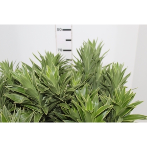 FOLHAGEM DRACENA PLEOMELE CINZA