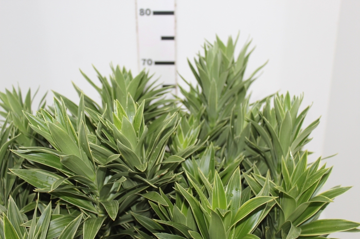 <h4>FOLHAGEM DRACENA PLEOMELE CINZA</h4>