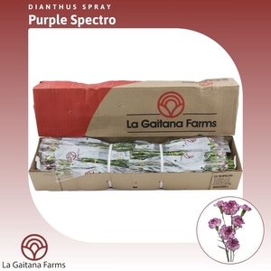 Dianthus tr Purple Spectro