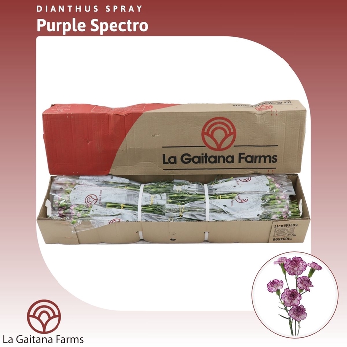 <h4>Dianthus tr Purple Spectro</h4>