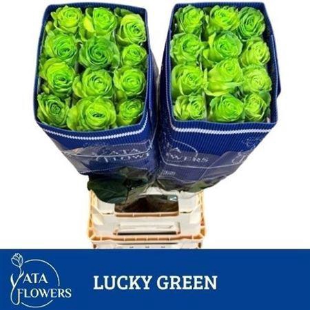 <h4>R Gr Lucky Green Ec</h4>