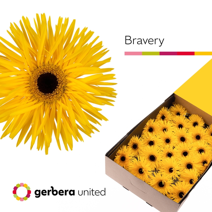 <h4>Gerbera Spider Bravery Doos</h4>