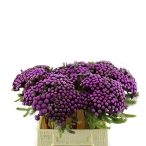 Kaaps Brunia Albiflora Geverfd