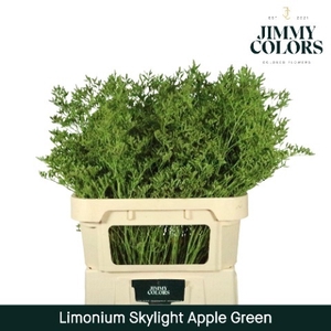 Limonium Skylight L80 Apple Green