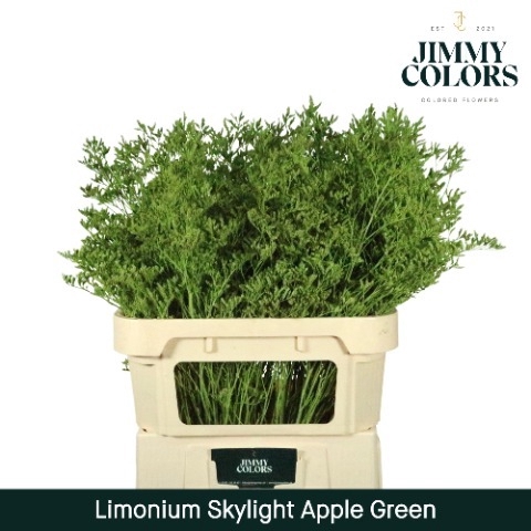 Limonium Skylight L80 Klbh. Appel Groen