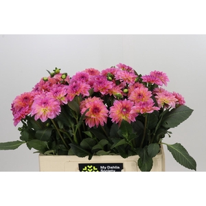 Dahlia Esli