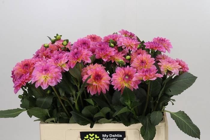 <h4>Dahlia Esli</h4>