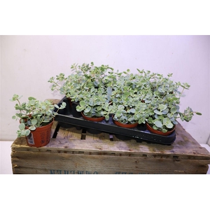 arr8 Sedum Sieboldii