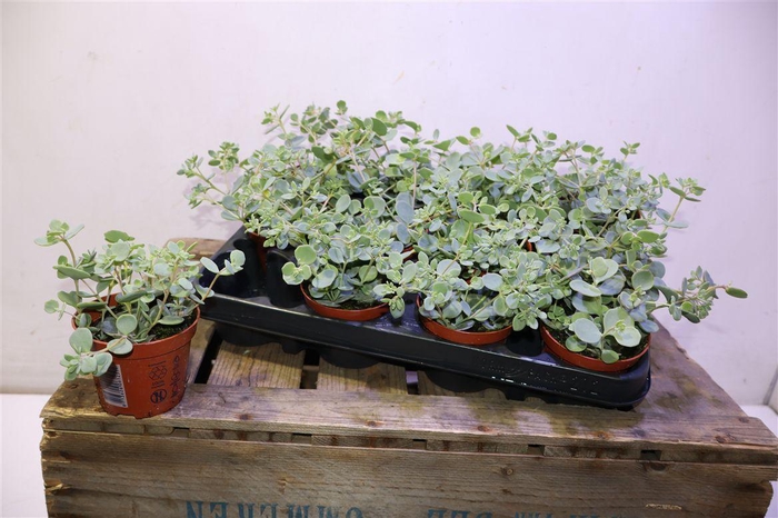 <h4>arr8 Sedum Sieboldii</h4>
