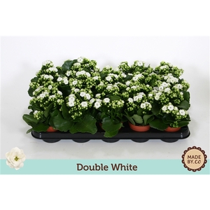 Kalanchoë Double White - no sleeve