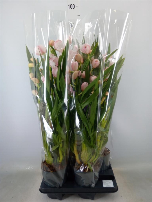 <h4>Cymbidium   ...</h4>