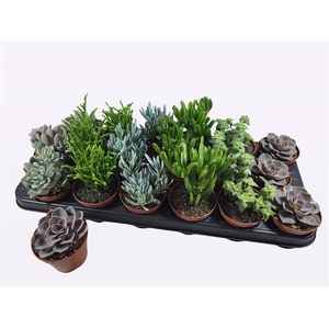 Succulent mix 6 varieties 8,5Ø 12cm