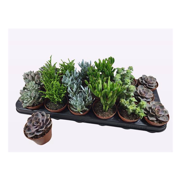 <h4>Succulent mix 6 varieties 8,5Ø 12cm</h4>
