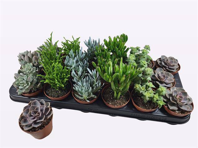 Succulent mix 6 varieties 8,5Ø 12cm