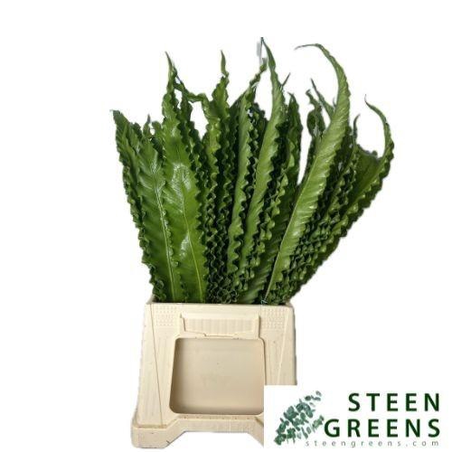 <h4>ASP NID MULTILOBUM</h4>