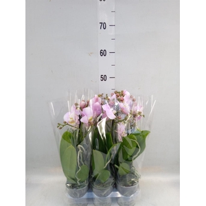 Phalaenopsis multi. 'FC Angel Eyes'