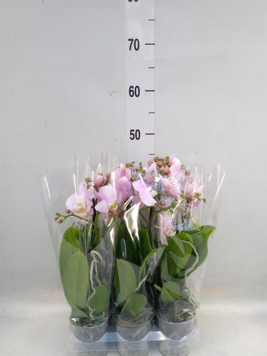 <h4>Phalaenopsis multi. 'FC Angel Eyes'</h4>