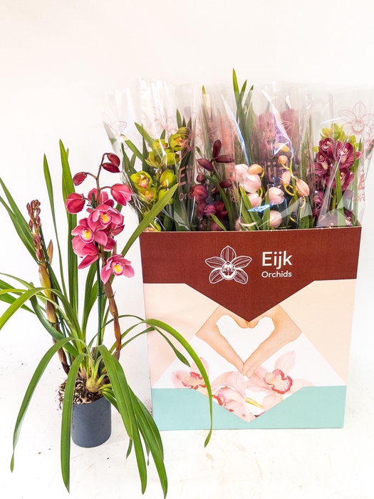 <h4>CYMB GEMENGD</h4>