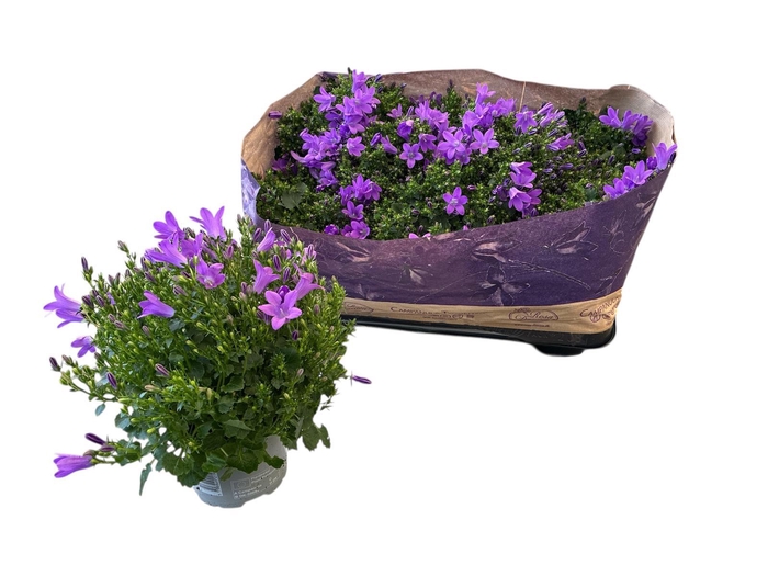 <h4>CAMP POR BLUEONE</h4>