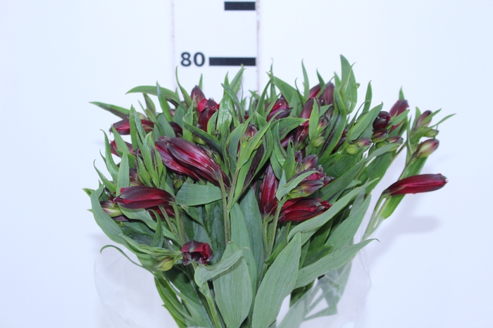 ALSTROEMERIA NATALYA 080 CM