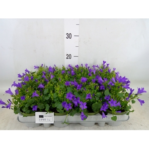 Campanula porten. 'Get Mee'