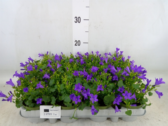 <h4>Campanula porten. 'Get Mee'</h4>