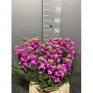 Matth Iron Pink