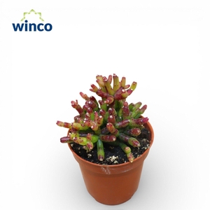 Hatiora Bambusoides Rubra