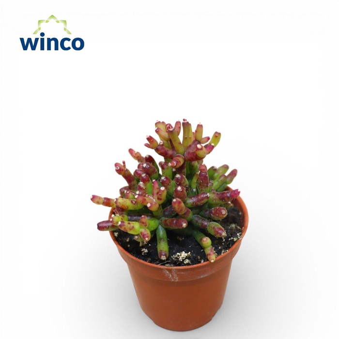 <h4>Hatiora Bambusoides Rubra</h4>