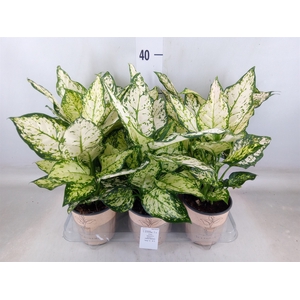 Aglaonema   ...