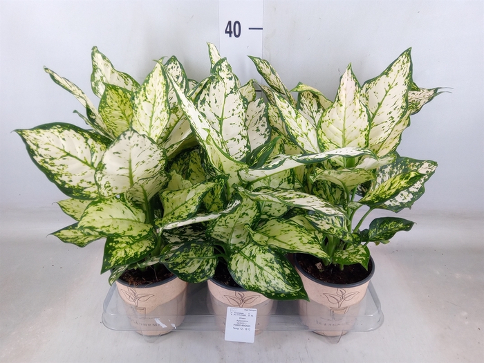 <h4>Aglaonema   ...</h4>