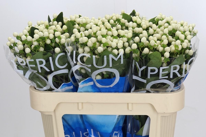 <h4>Hypericum Coco Uno</h4>