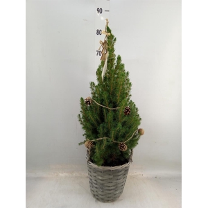 Picea glauca 'December'