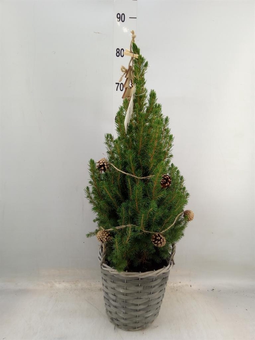<h4>Picea glauca 'December'</h4>
