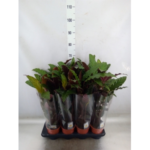 Calathea rufibarba 'Wavestar'