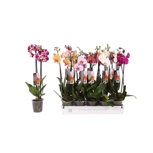 Phalaenopsis 6 color mix, 2-spike 14+