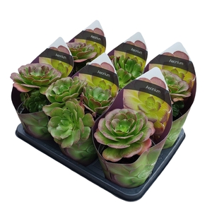 Aeonium Arboreum Potcover