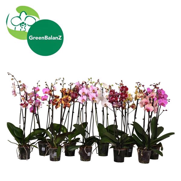 <h4>BalanZ - Phalaenopsis Mix 3t 18+/50-70</h4>
