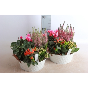 ARR TUINPLANTEN