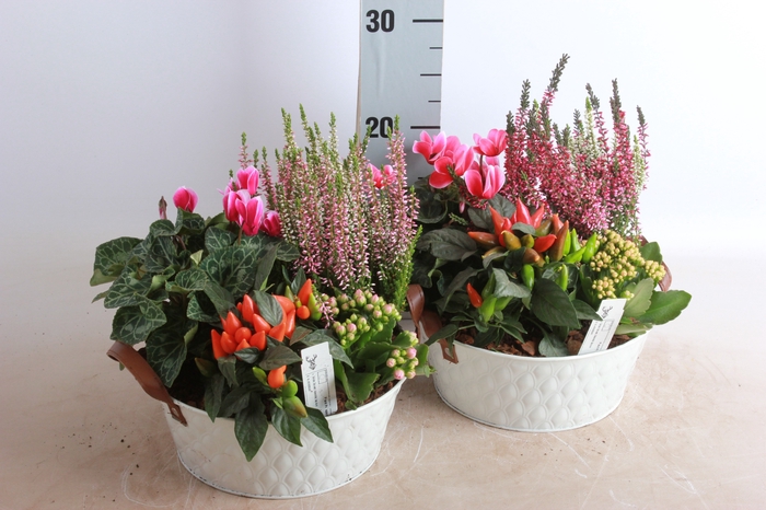 <h4>ARR TUINPLANTEN</h4>