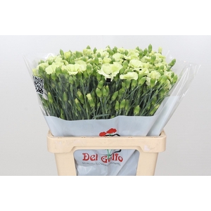 Dianthus Sp 