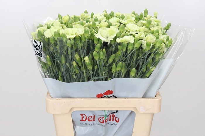 Dianthus Sp 