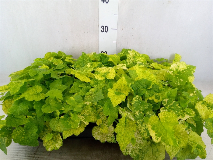 <h4>Tolmiea menziesii   ...variegated</h4>