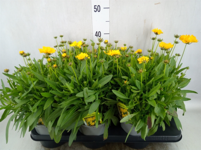 <h4>Coreopsis grandif. 'Corey Yellow'</h4>