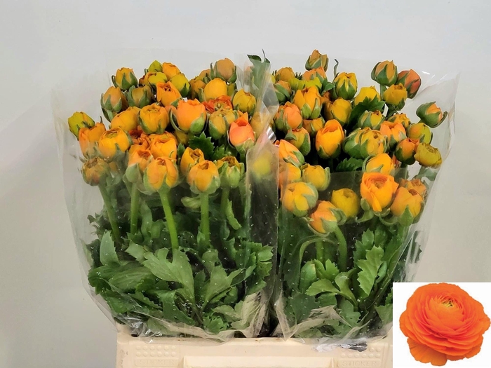 <h4>RAN EL ORANGE</h4>