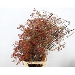 ROSA MULTI FLORA 140CM