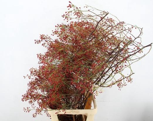 <h4>ROSA MULTI FLORA 140CM</h4>