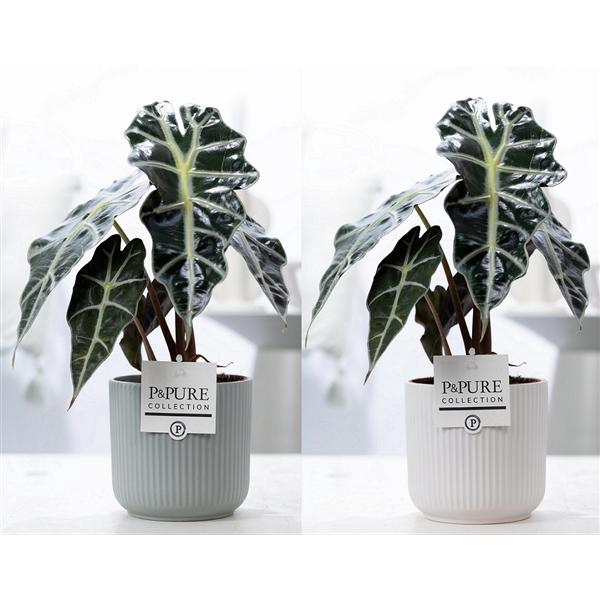 <h4>Alocasia Polly in P&PURE Sophie ceramics ass. 2</h4>